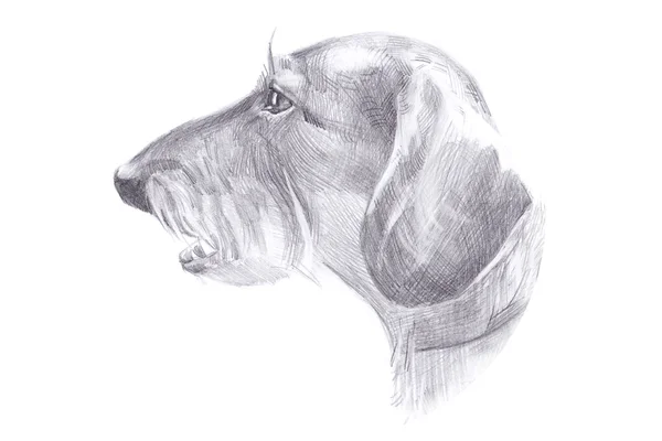 La cabeza del perro - dachshund peludo - dibujo ilustración lápiz —  Fotos de Stock