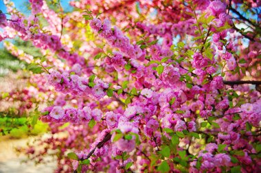 badem ağacı pembe çiçekler ile şube ve mavi gökyüzü açık havada bahar