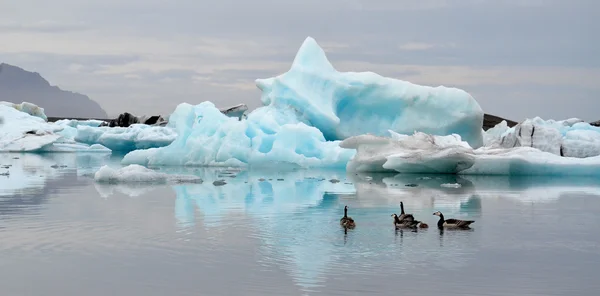 Glacier Lagune icebergs et oies — Photo