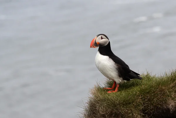 Puffin atlantico guardando a sinistra — Foto Stock