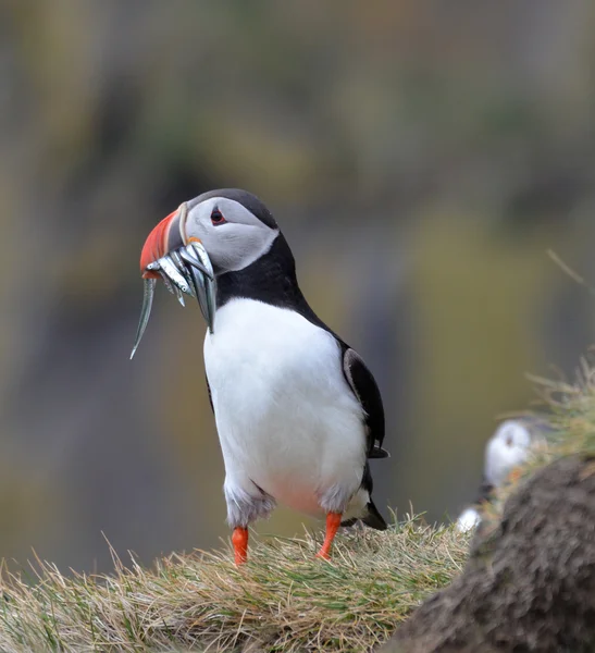 Atlantischer Papageientaucher mit Fisch, Blick nach links — Stockfoto