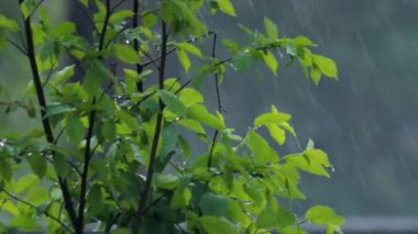 şiddetli yağmur altında