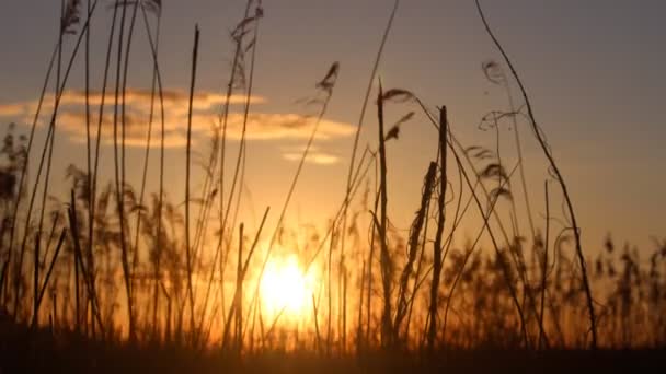 Coucher de soleil derrière les roseaux — Video