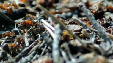 Karınca yuvası üstündeki hayat