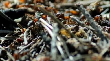 Karınca yuvası üstündeki hayat