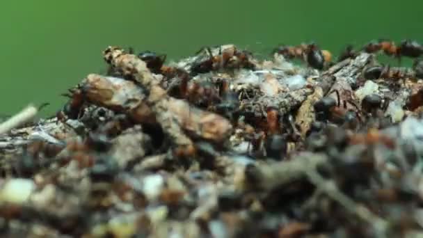 Life at the top of the anthill — Stock Video