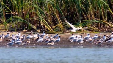 Martılar göl kenarında