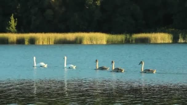 Schwanenfamilie auf dem See — Stockvideo