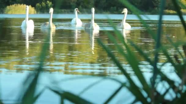 Familia de cisnes en el lago — Vídeo de stock