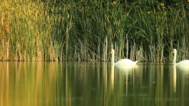 Family of swans on the lake — Stock Video