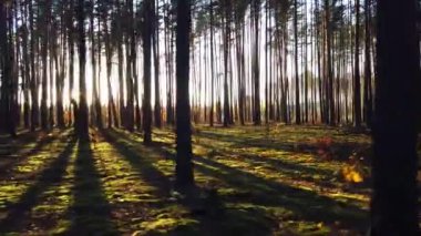 Batan güneşin ışınlarında çam ormanı