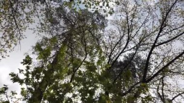İlkbahar gökyüzü ve ağaçların altında hareket eden ağaçlar