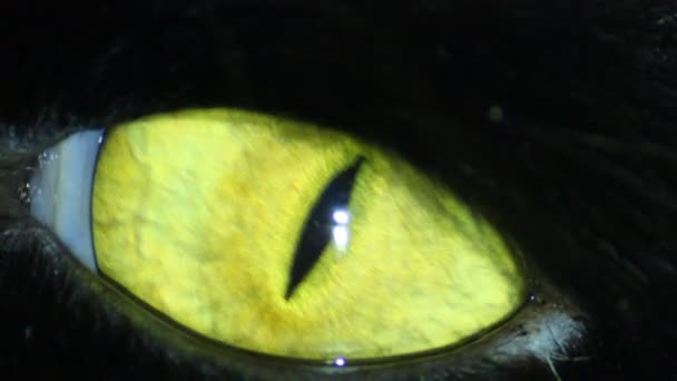 Œil de chat noir 