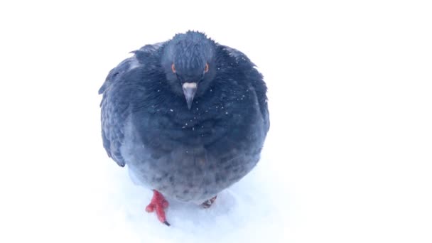 雪の中の鳩 — ストック動画