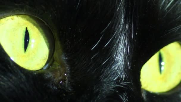 Olhos de gato preto — Vídeo de Stock