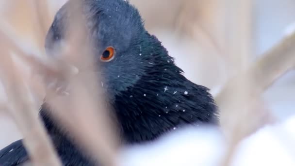 冬の森の鳩 — ストック動画