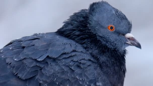 눈 덮인 비둘기 — 비디오