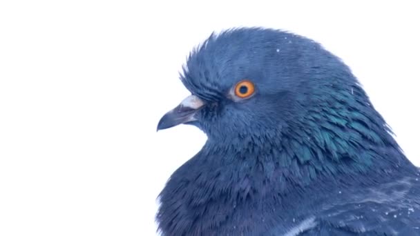 雪の中の鳩 — ストック動画