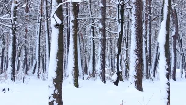 Bosque nevado — Vídeos de Stock