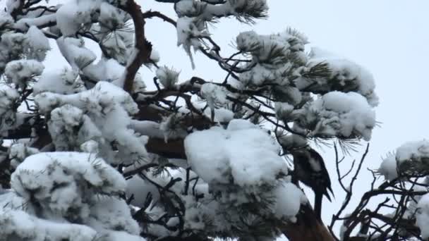 Pájaro carpintero ahueca un árbol — Vídeos de Stock