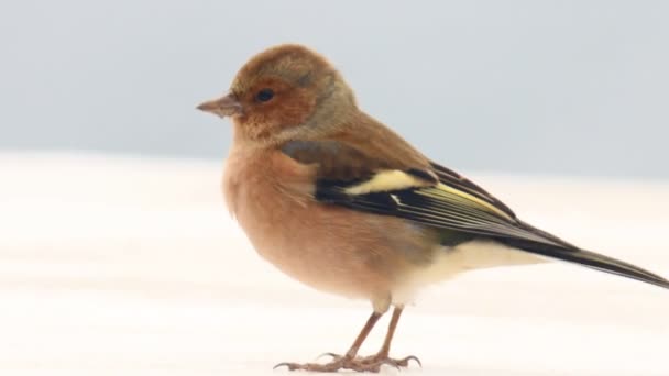 Sparrow in de wind — Stockvideo