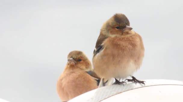 Small birds in the wind — Stock Video