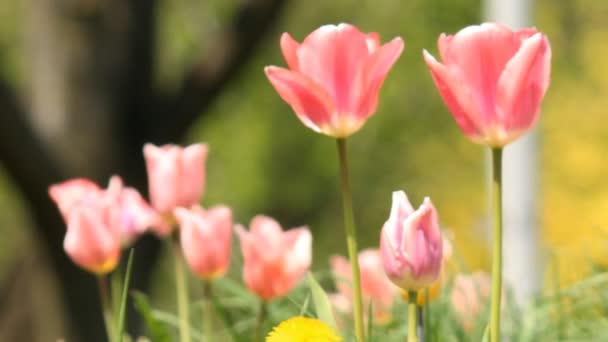 Verse lente tulpen — Stockvideo