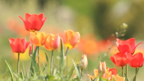 Verse lente tulpen — Stockvideo