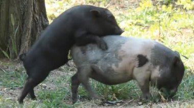 Küçük domuz seks