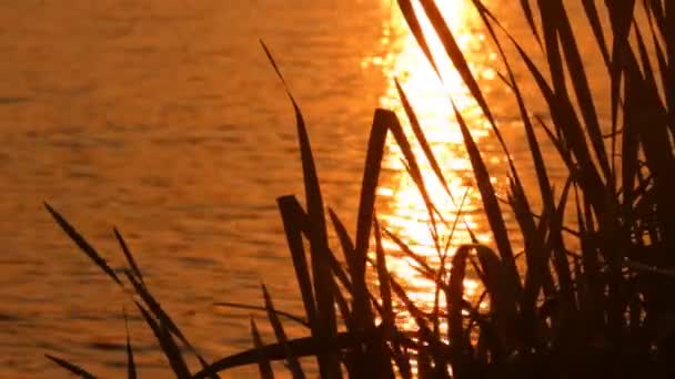 Solnedgång på sjön — Stockvideo