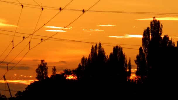 Hörner des Trolleys — Stockvideo