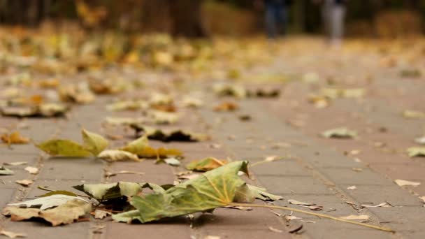 Spaziergang im Herbstpark — Stockvideo