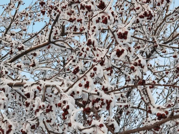 Frozen Berries Branch — Stock Photo, Image