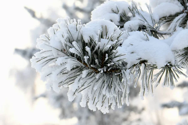 雪の中の松の枝 — ストック写真