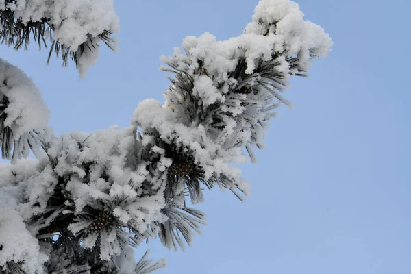 雪の中の松の枝 — ストック写真