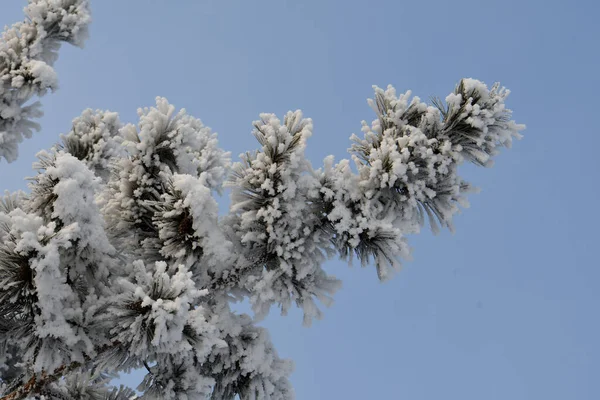 雪の中の松の枝 — ストック写真
