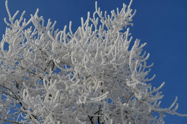 Tree Branches Snow Frost — Stock Photo, Image