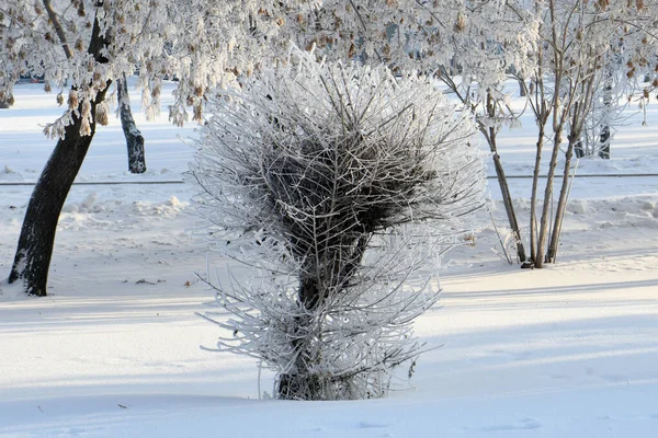 雪と霜の低木 — ストック写真