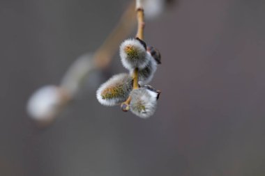 ağaç dallarında tomurcuklar