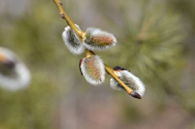 ağaç dallarında tomurcuklar