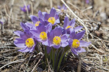 Ormandaki yaygın lumbago çiçek açtı.