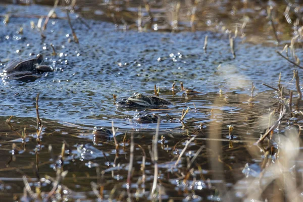 green frogs in ponds with caviar