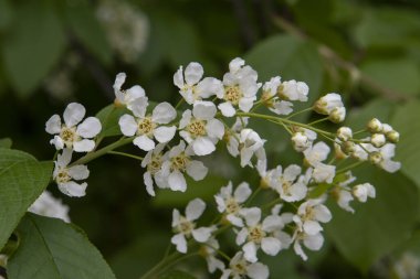 Dallarda kiraz çiçekleri ve tomurcukları