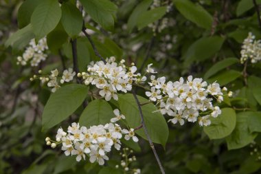 Dallarda kiraz çiçekleri ve tomurcukları