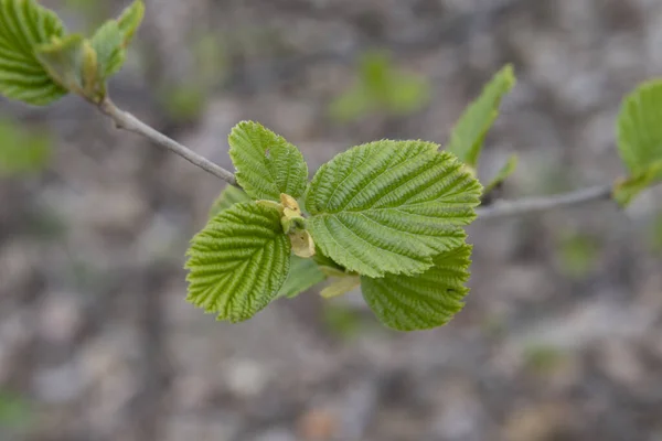 茴香叶和花序 — 图库照片