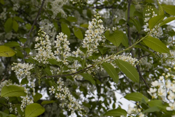 Fleurs Bourgeons Cerisier Sur Les Branches — Photo