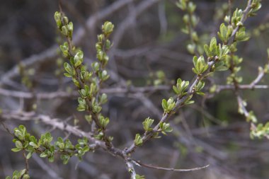 Ormanda yeşil yapraklar