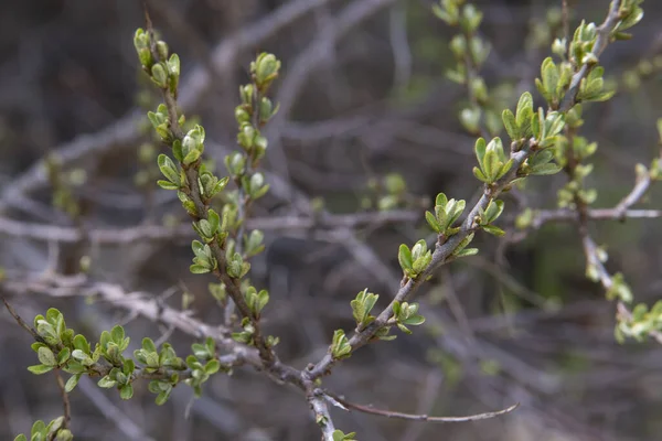 Ormanda yeşil yapraklar