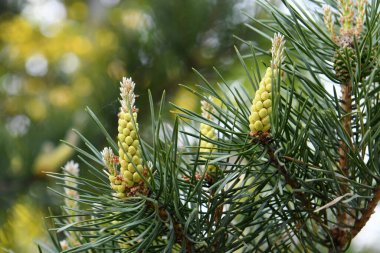 Bir çam dalında kızılötesi ışınlar