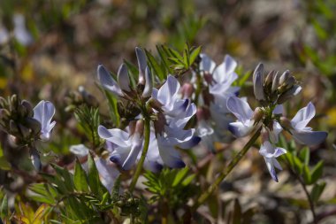 Sahada çeşitli karaağaçların kabartmaları
